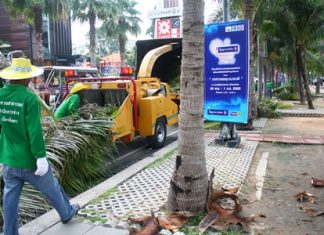 City workers are back at it, trimming coconut trees on Beach Road.